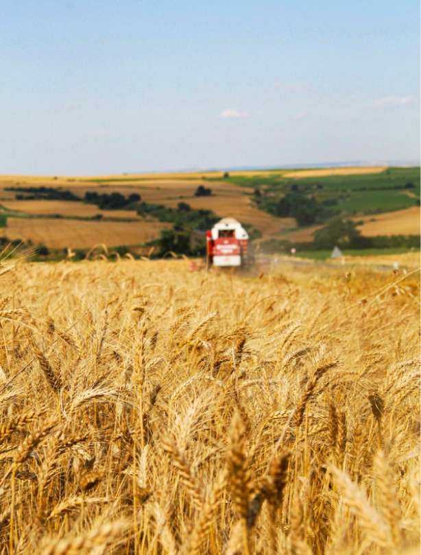 tracteur au loin dans un champs de blé
